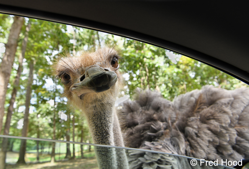 ostrich in drive-through