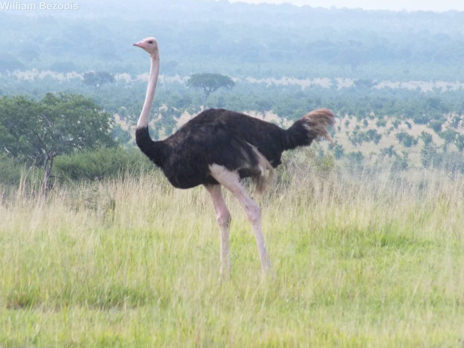 Ostrich in front of View