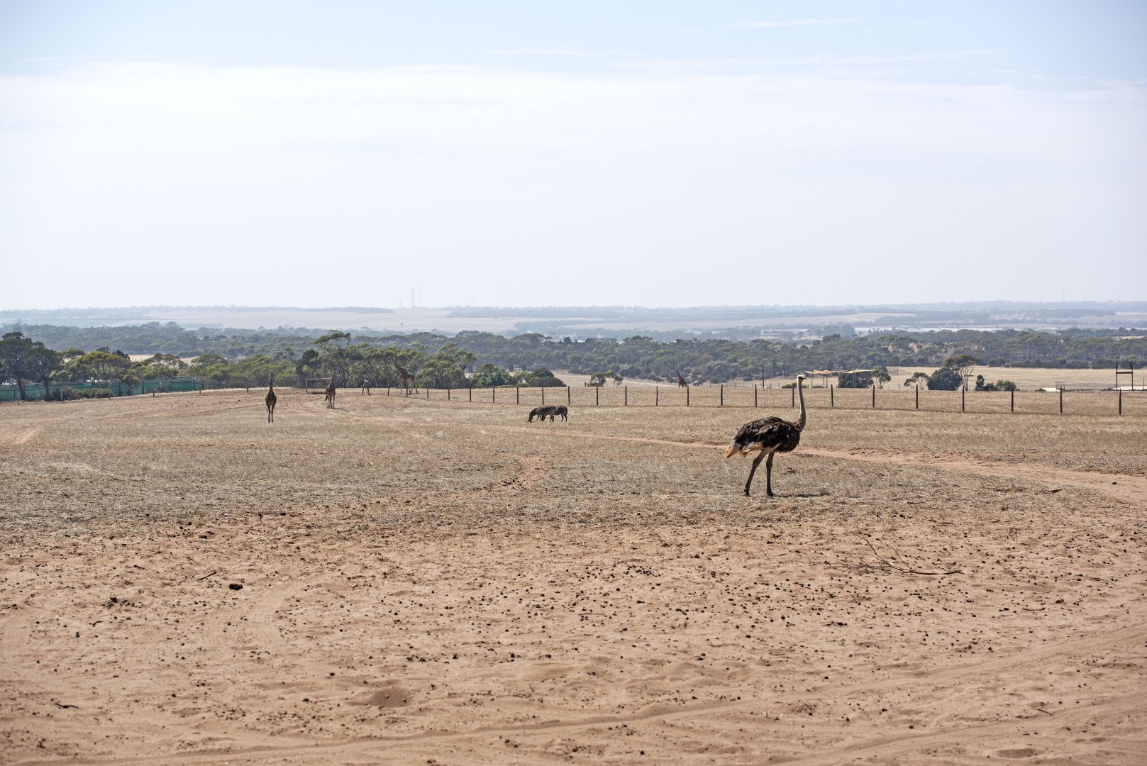 Ostrich in off-limits exhibit