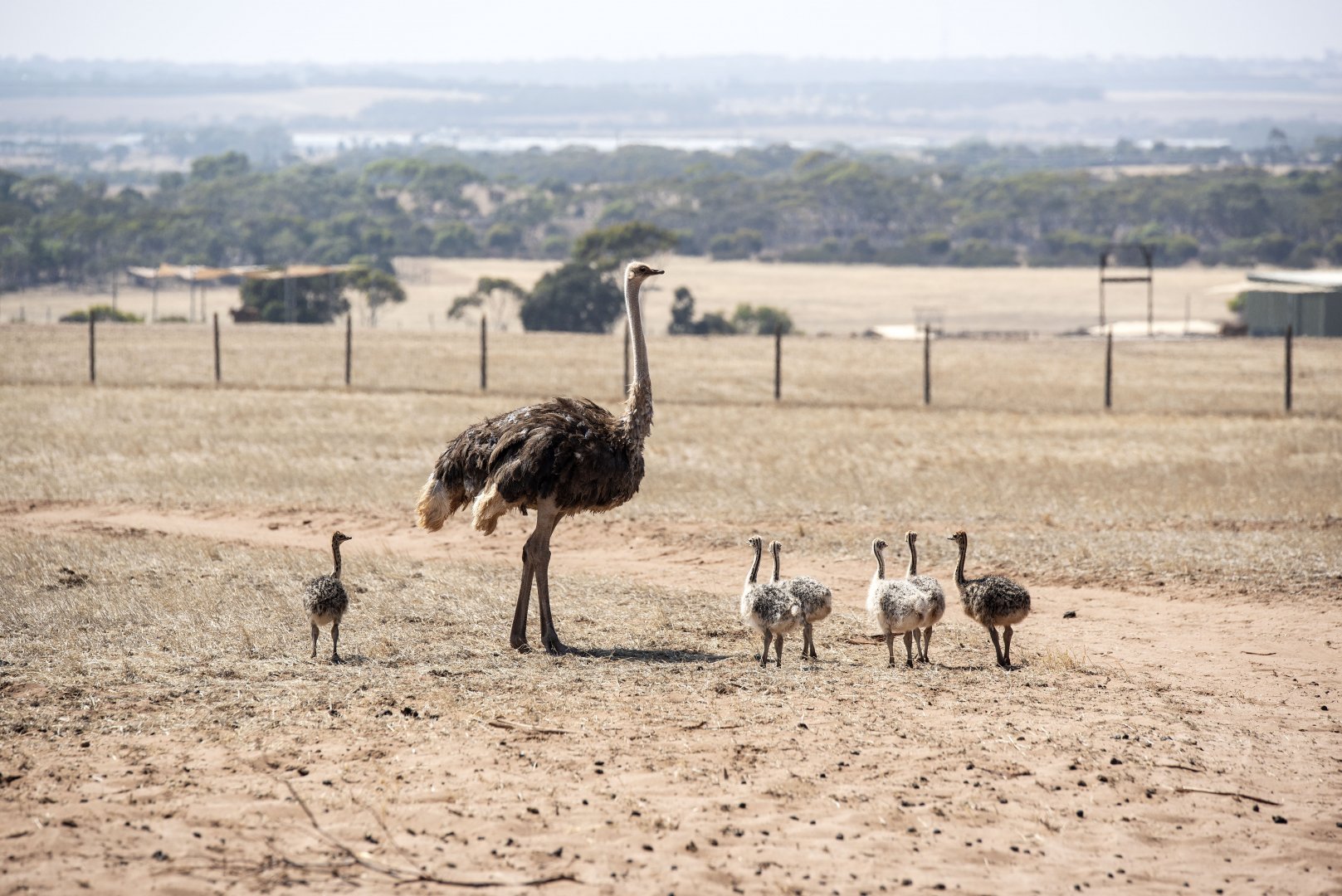 Ostrich in off-limits exhibit