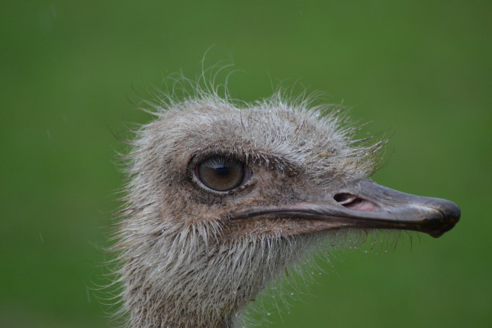Ostrich in rain in Knuthenborg