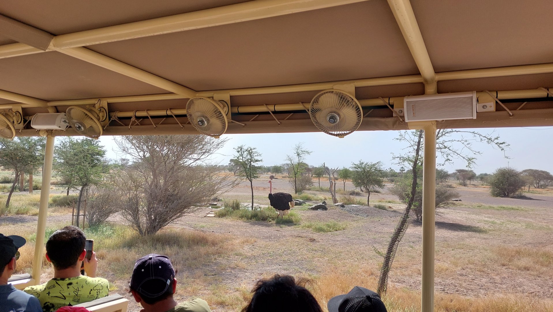 Ostrich in Sahel exhibit