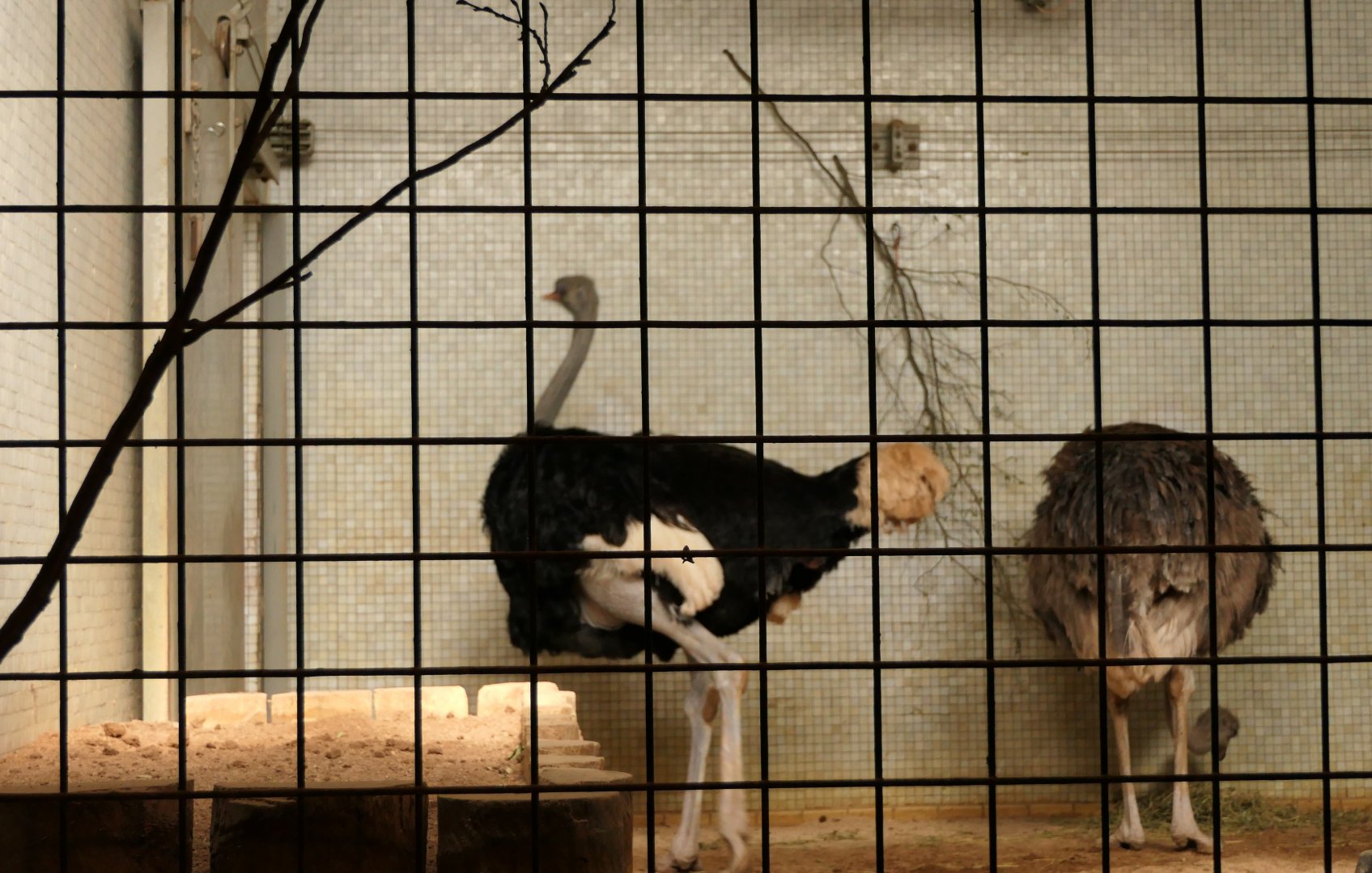 Ostrich in the zebra house