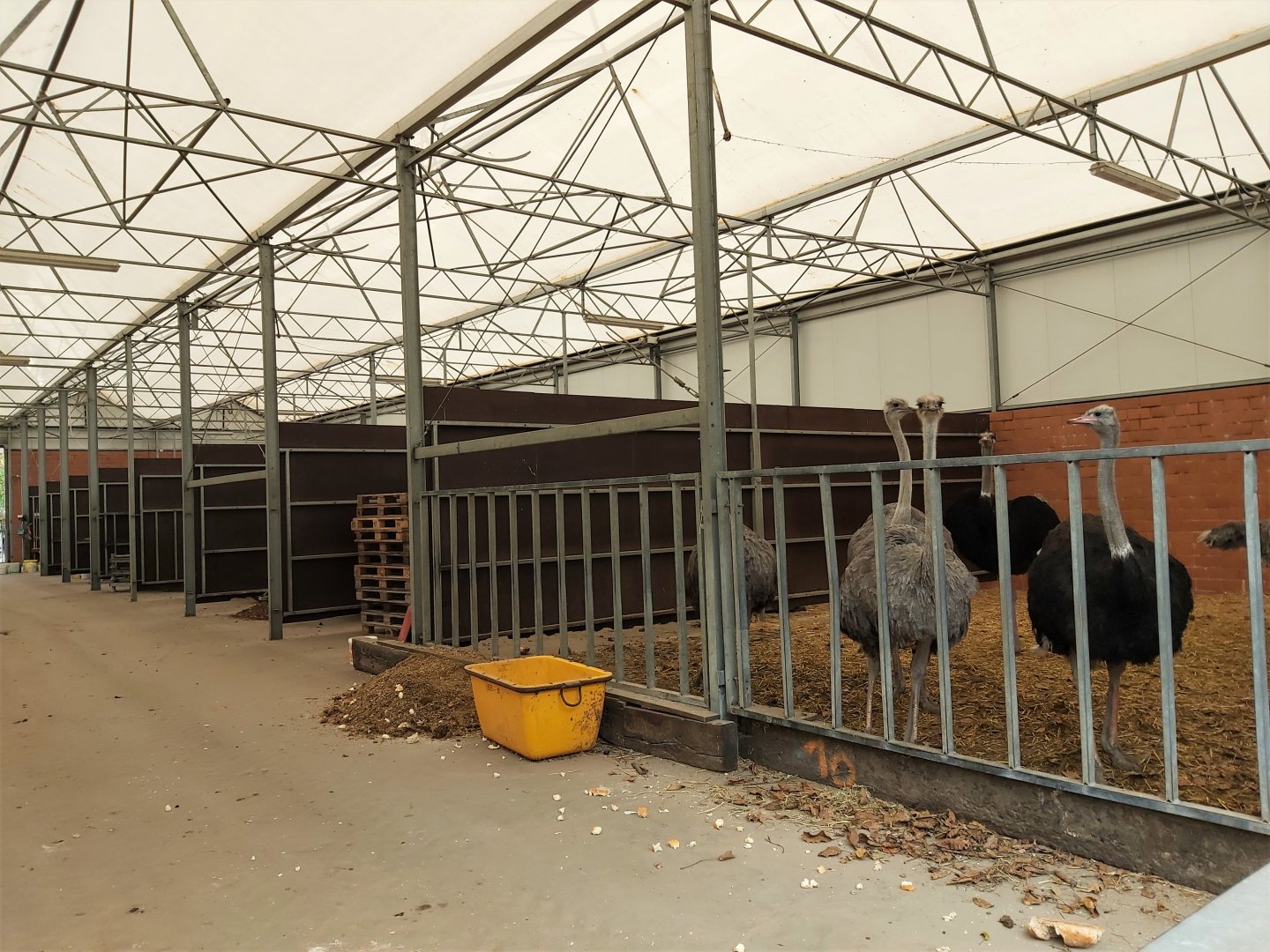 Ostrich indoor enclosures