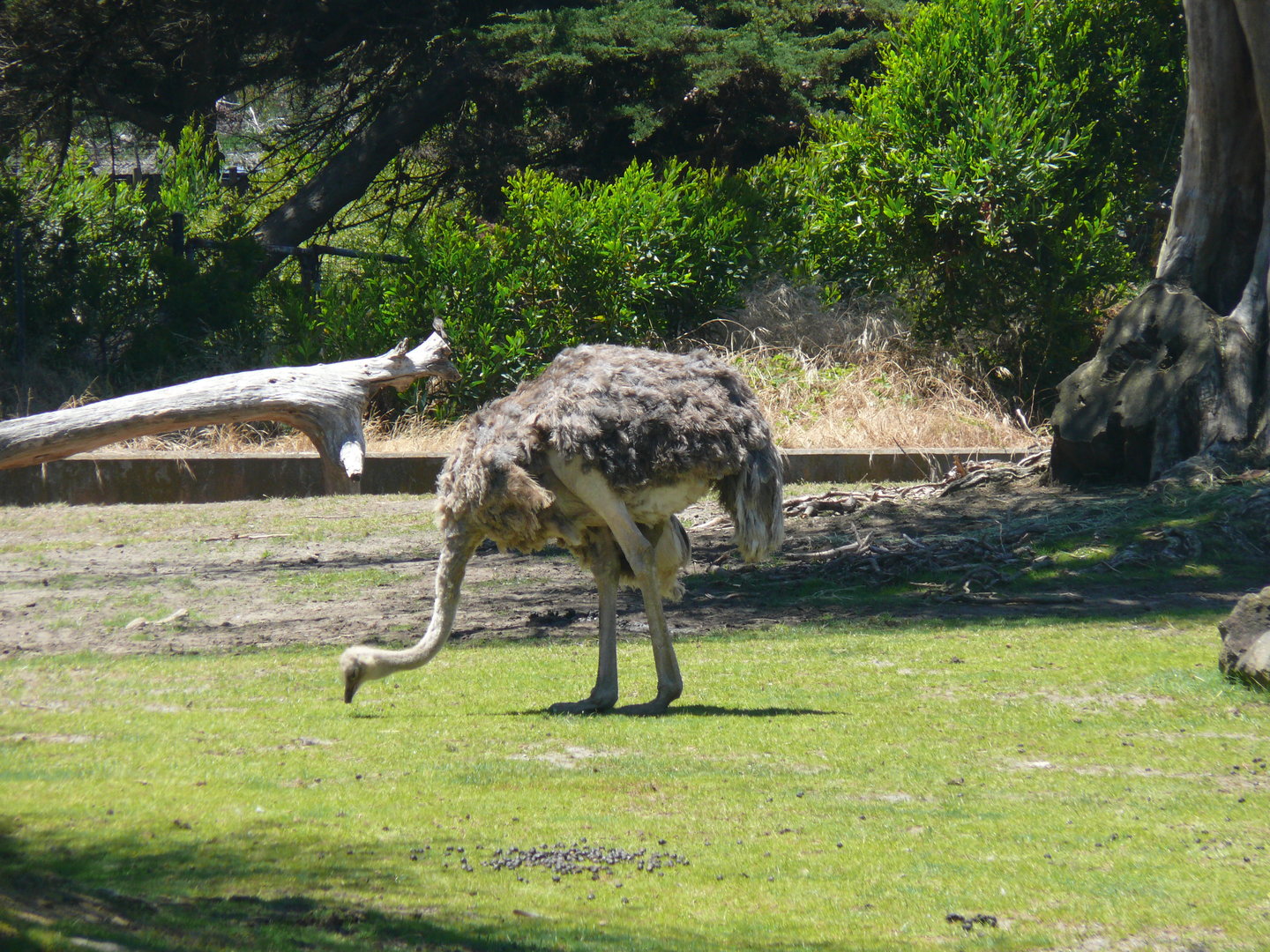 Ostrich - July 8th 2023