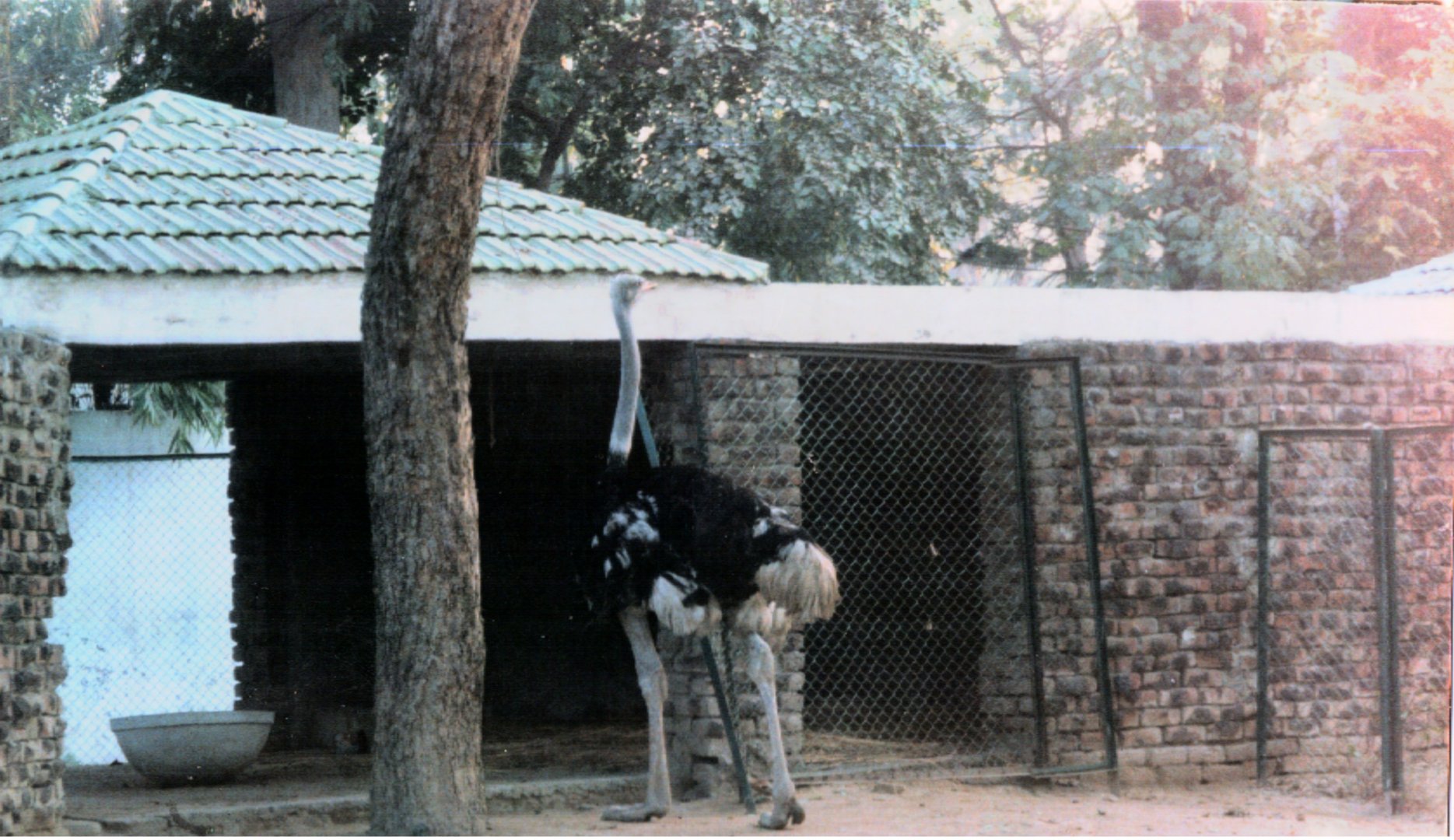 Ostrich - Lahore Zoo 2000-2001
