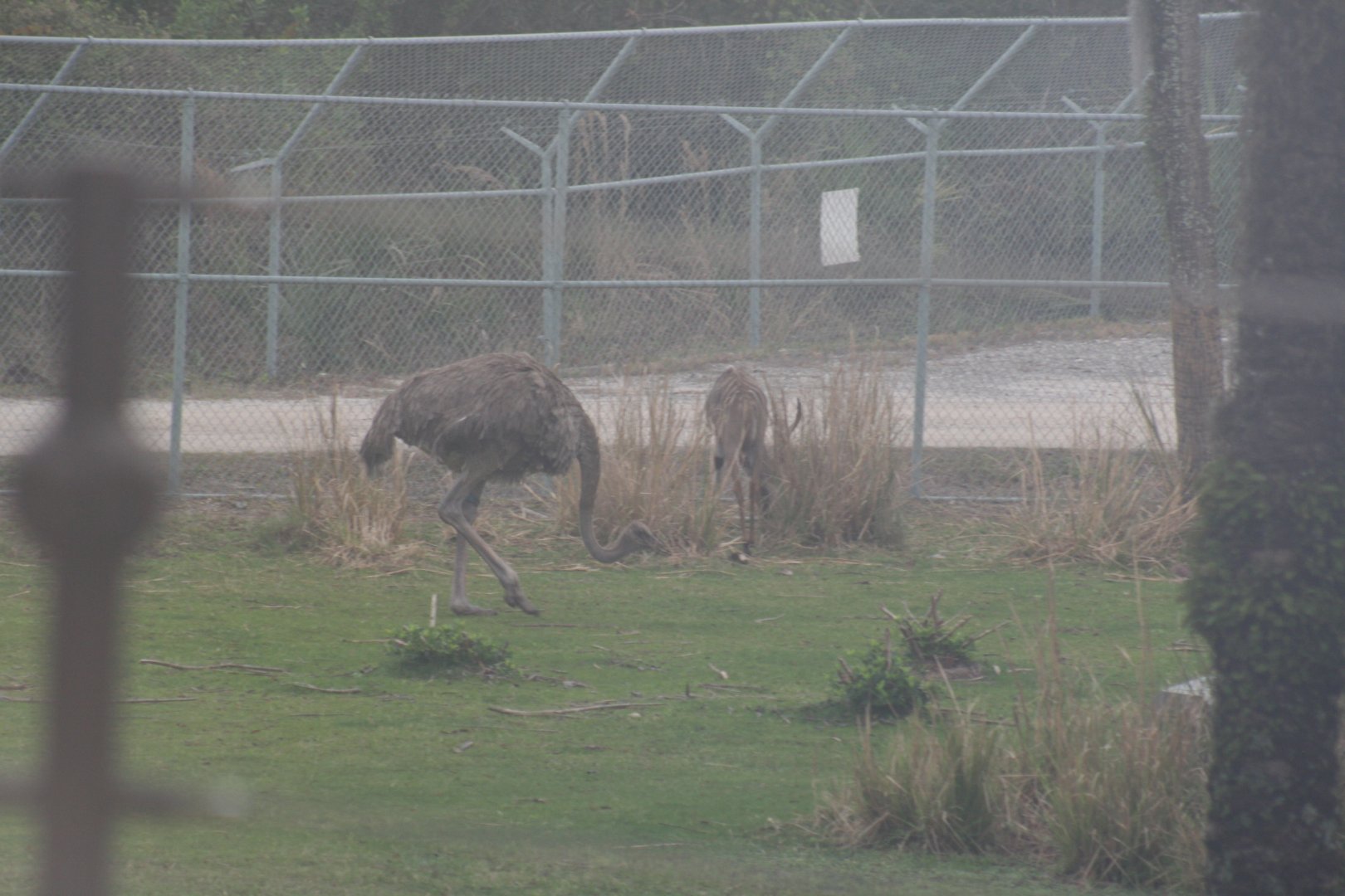 Ostrich & Lesser Kudu