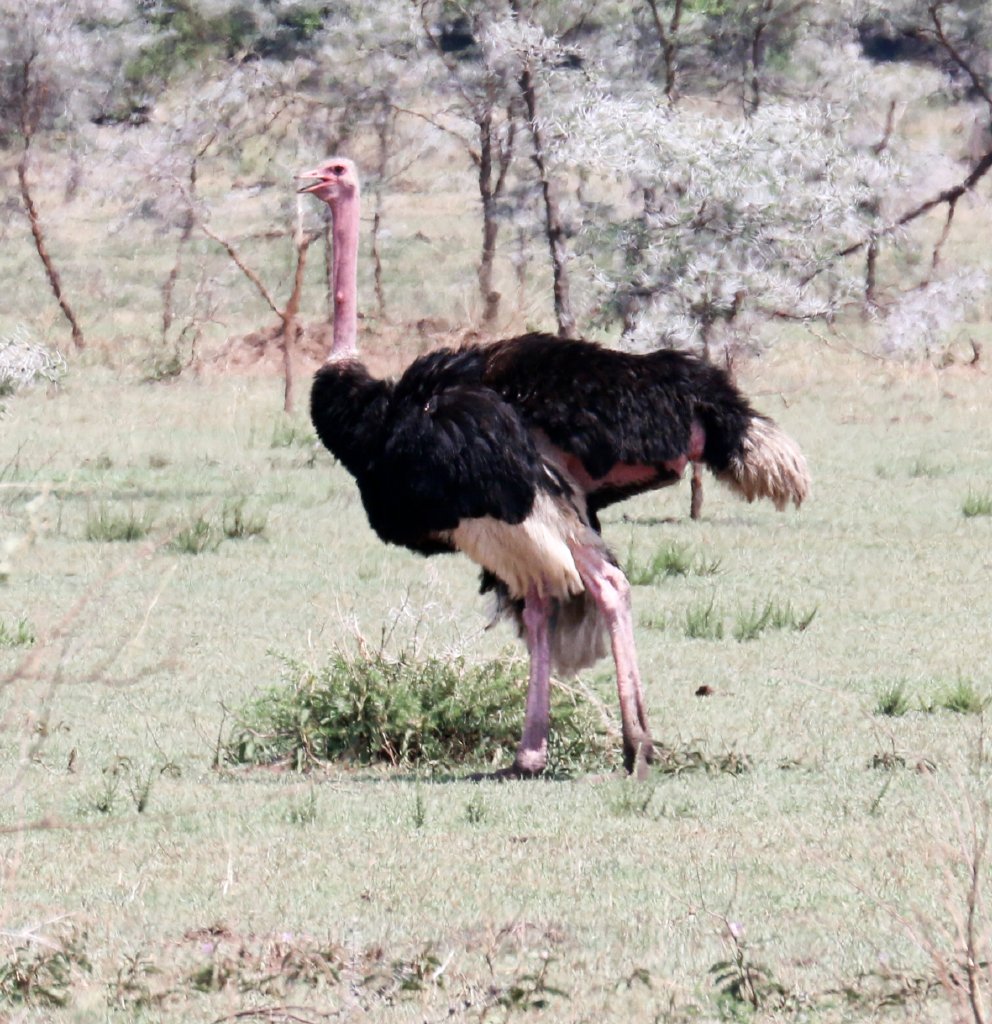 Ostrich male