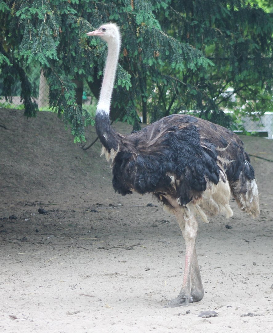 Ostrich Male