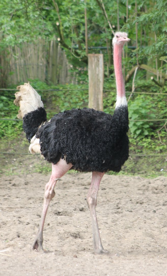 Ostrich - Male
