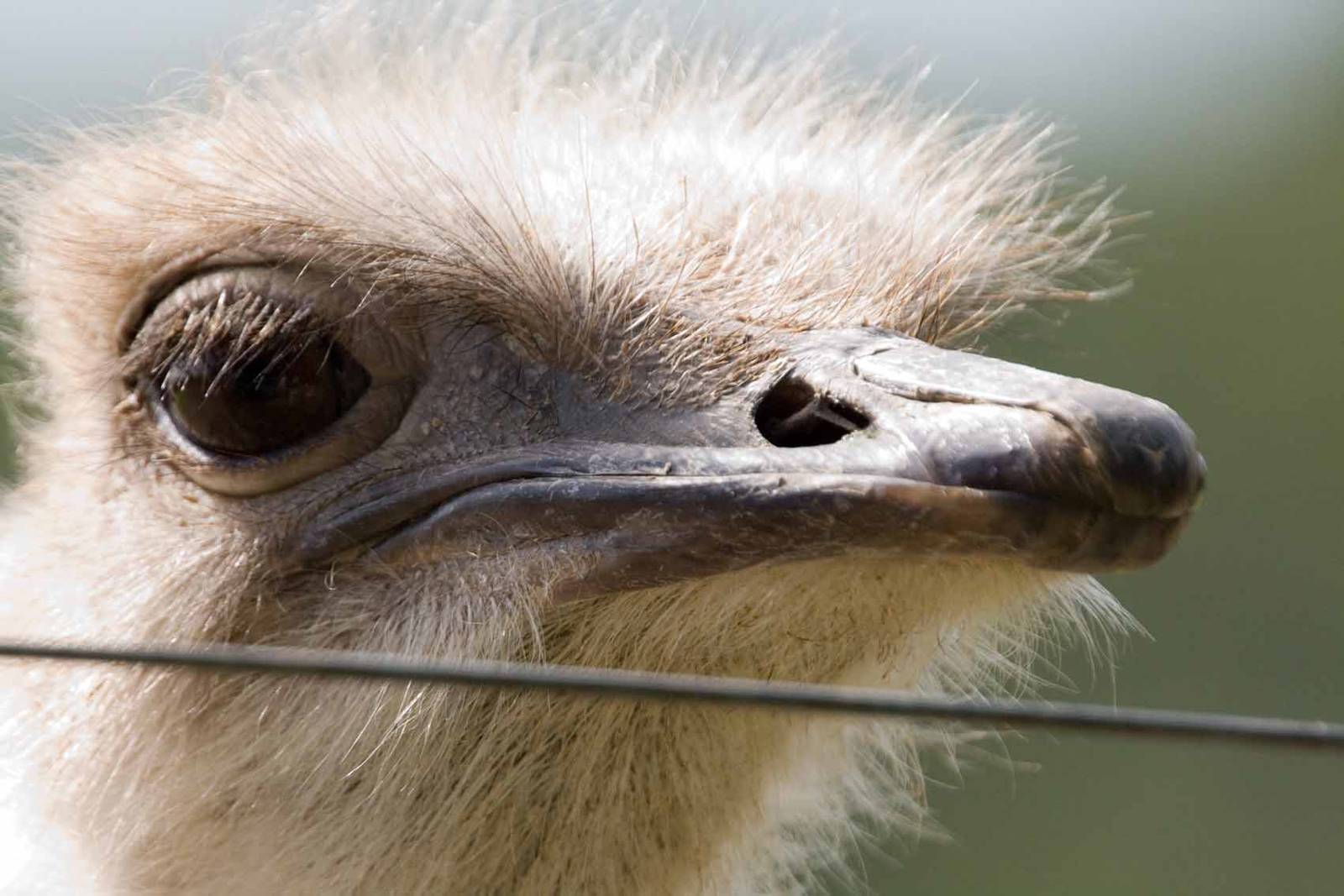 Ostrich, Marwell Wildlife