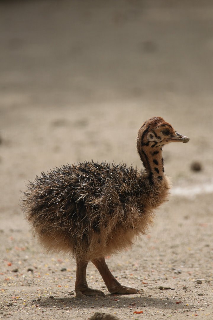 Ostrich (may 2022)