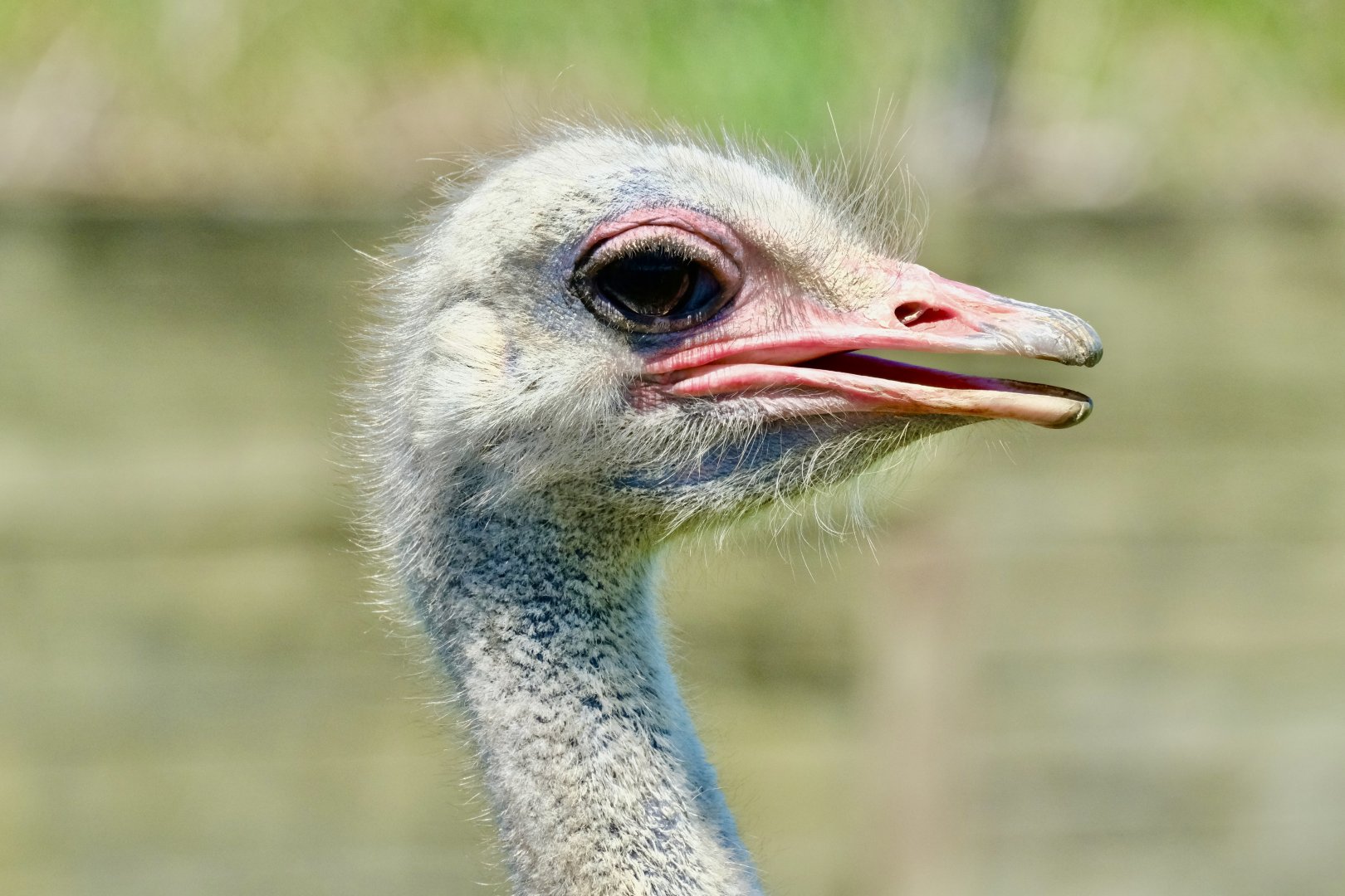 Ostrich, Omelette (m) - May 7, 2025