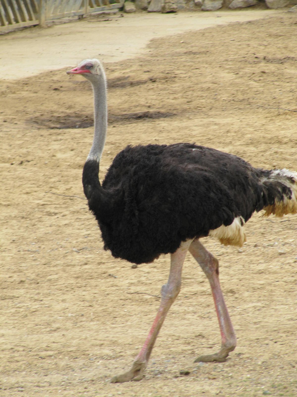 Ostrich on 06/08/2016