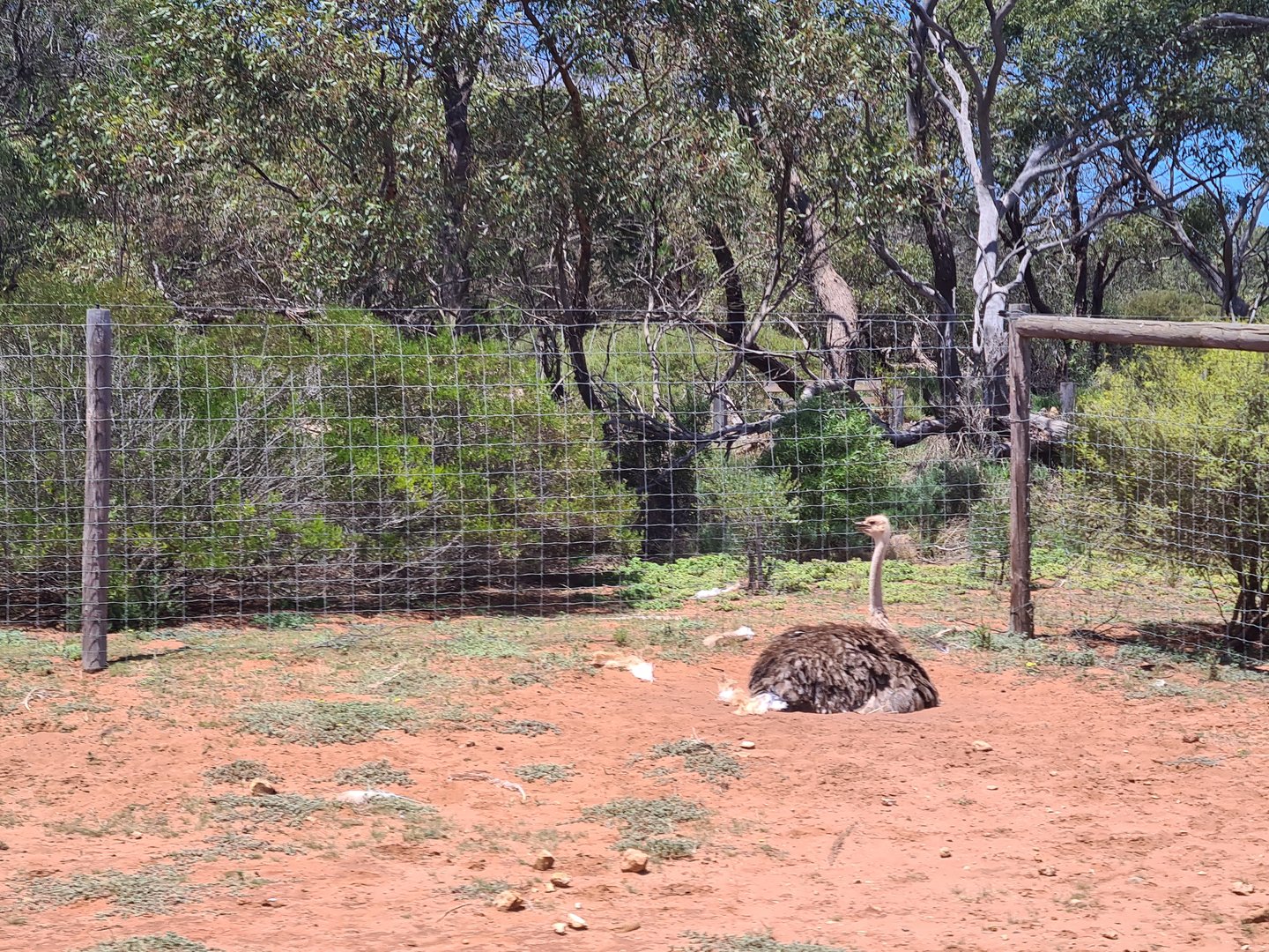 Ostrich on nest