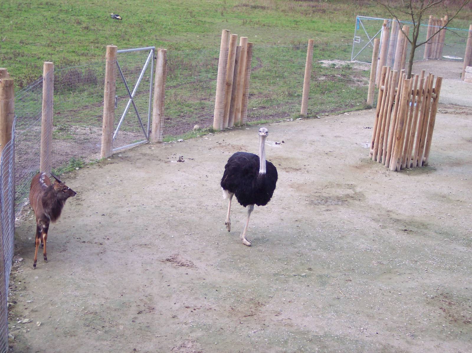 Ostrich on the Hard-standing