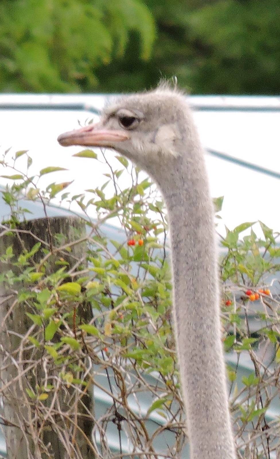 Ostrich - Orville
