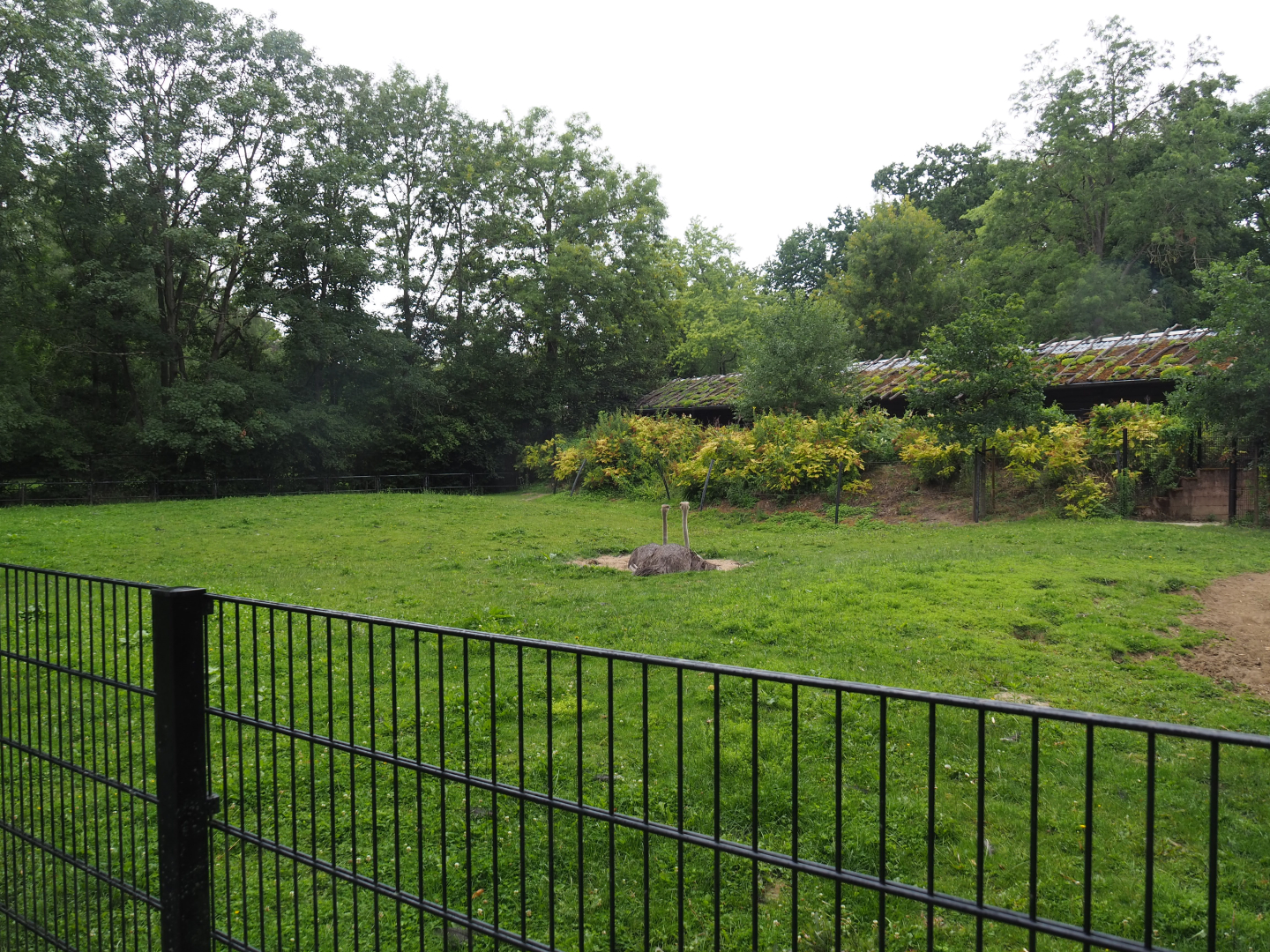 Ostrich paddock, 2020-07-14