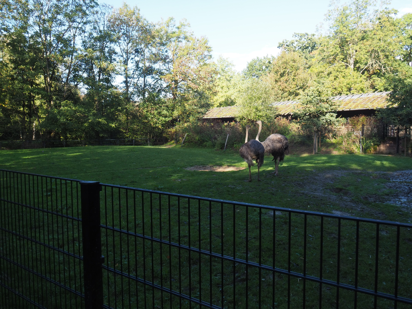 Ostrich paddock, 2020-10-10