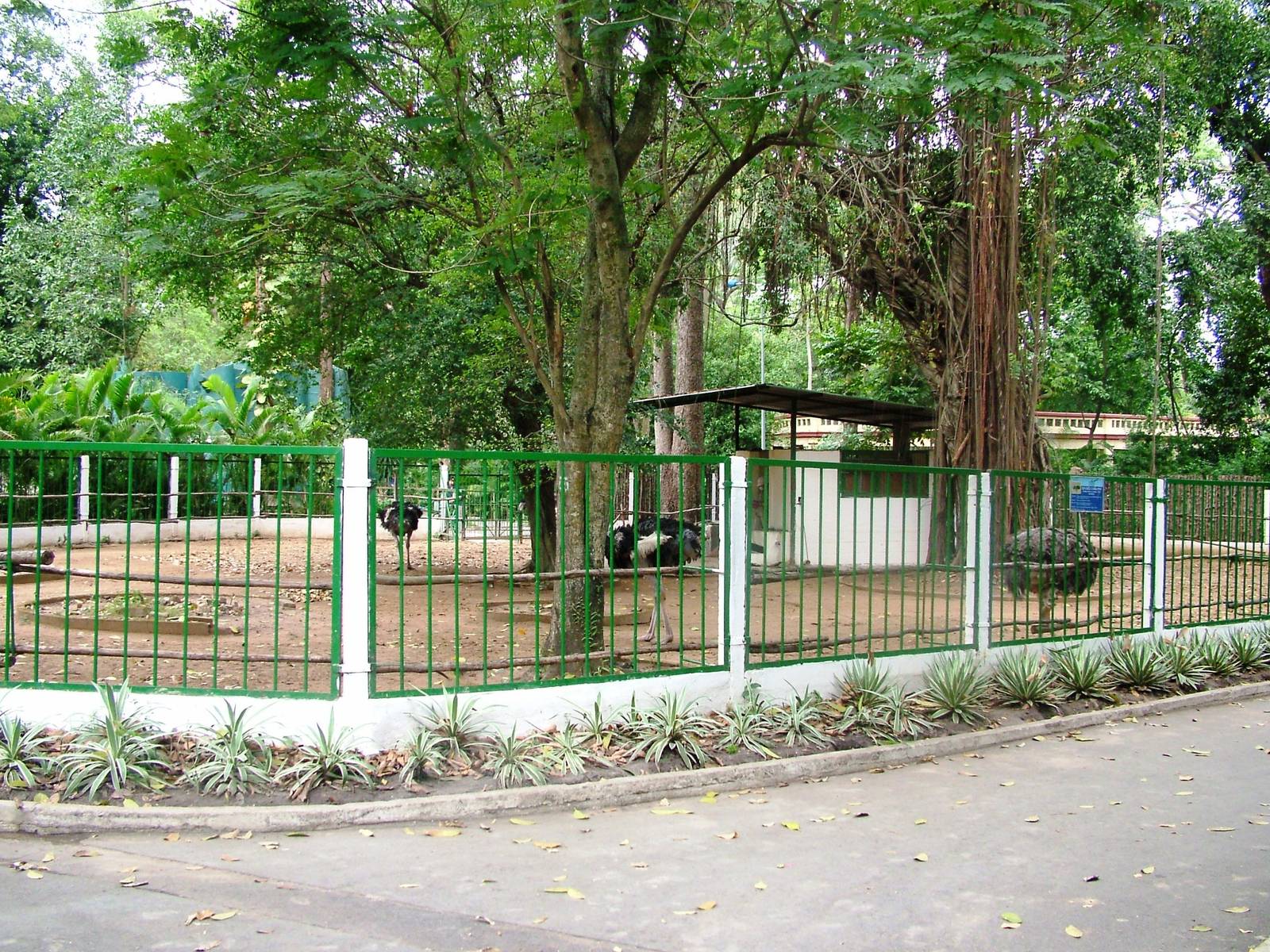Ostrich Paddock at Saigon Zoo, 16/03/12