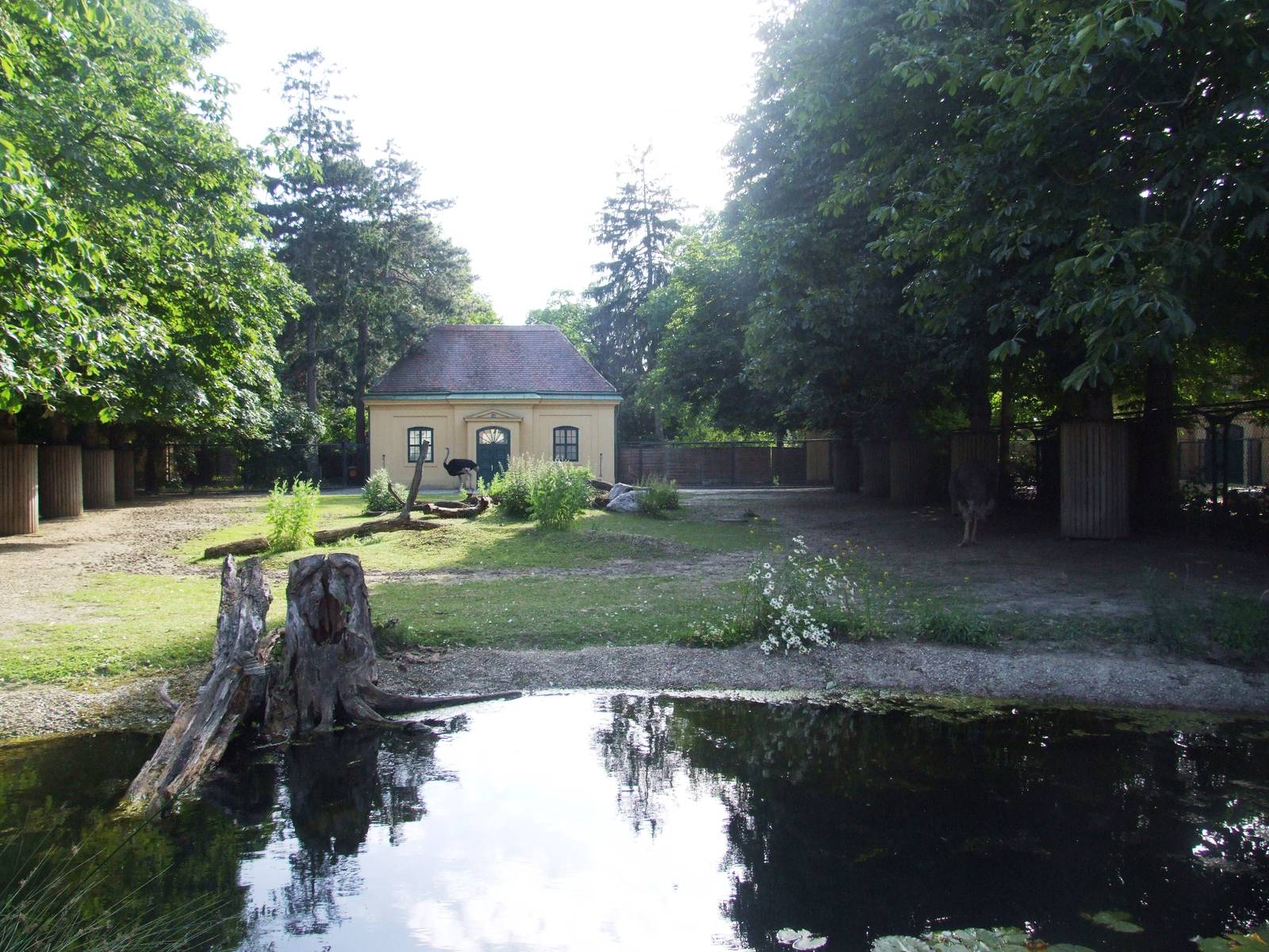 Ostrich Paddock at Vienna, 14/06/13