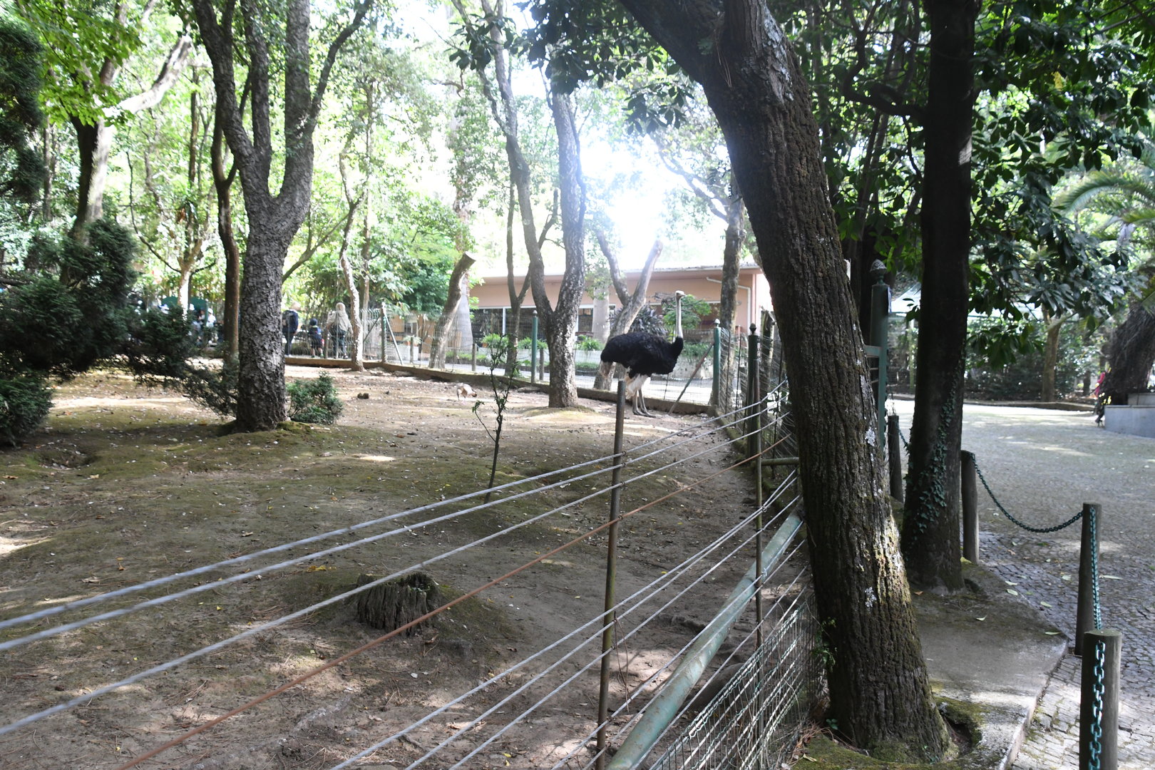 Ostrich paddock (Zoo Lourosa)