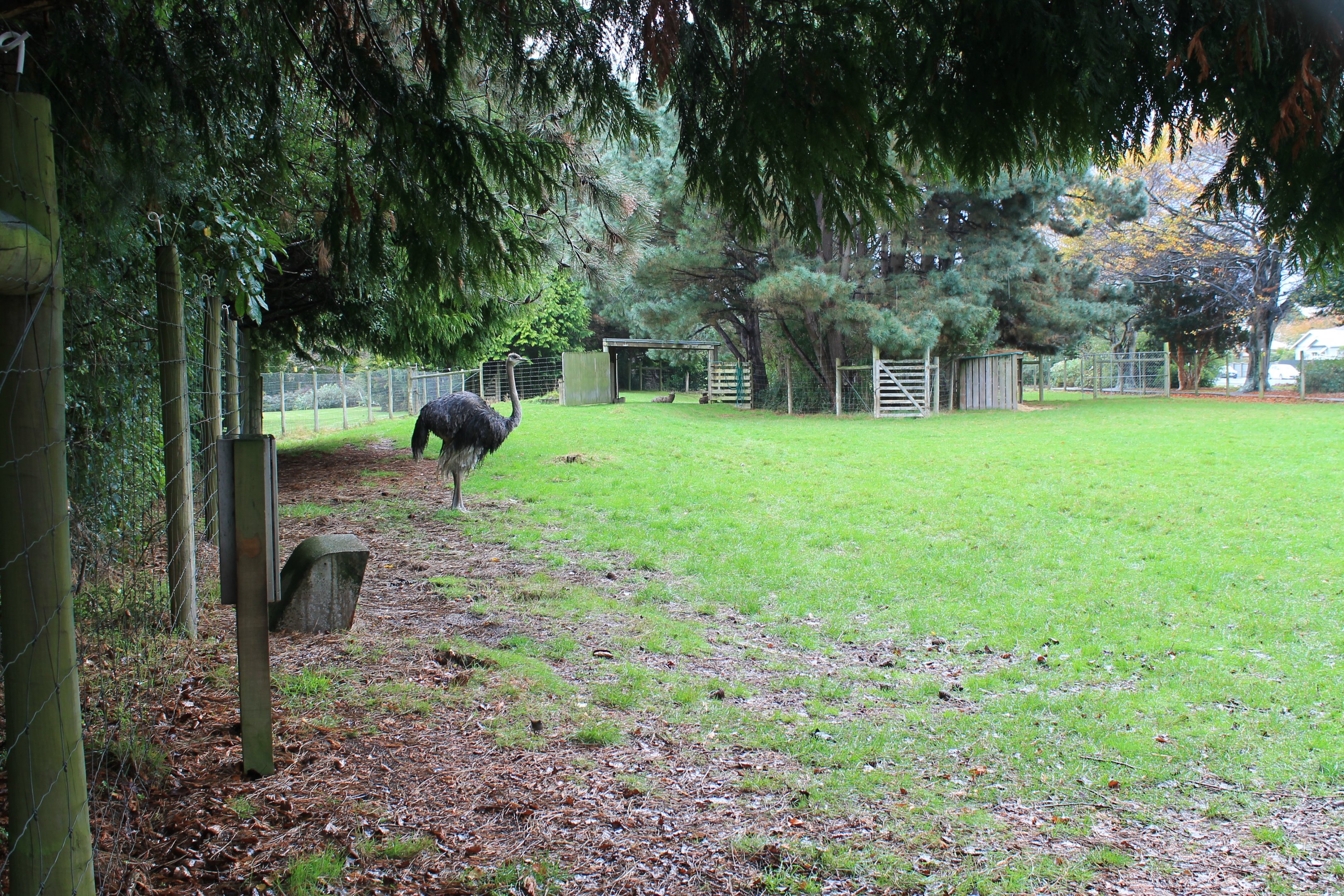 Ostrich paddock