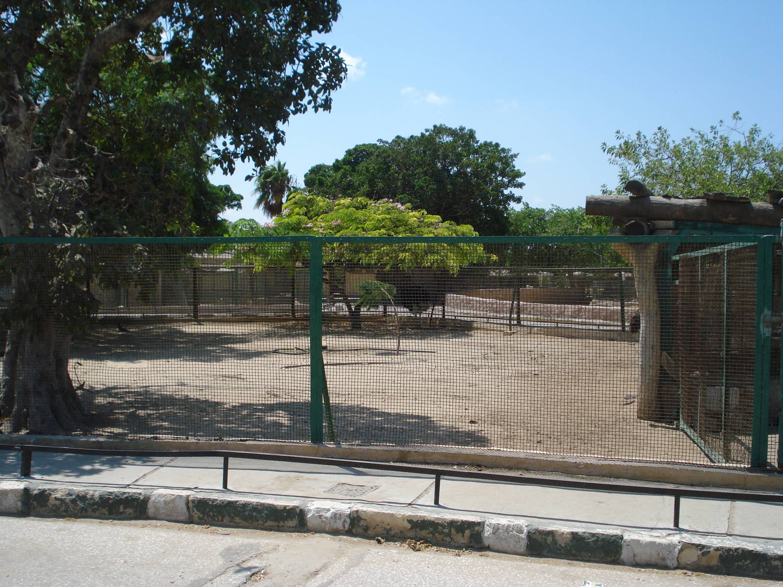 Ostrich paddock