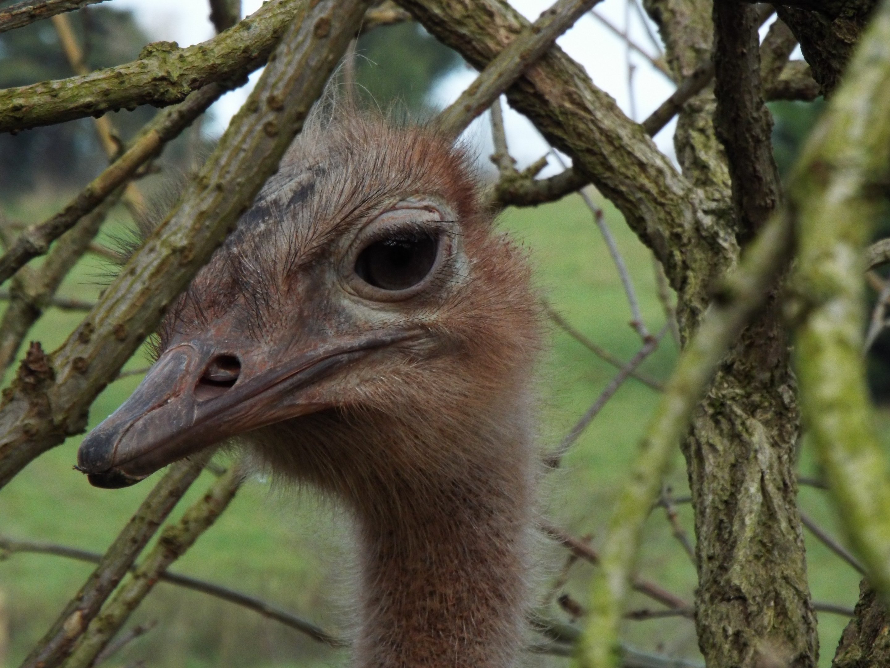 Ostrich Paignton Zoo