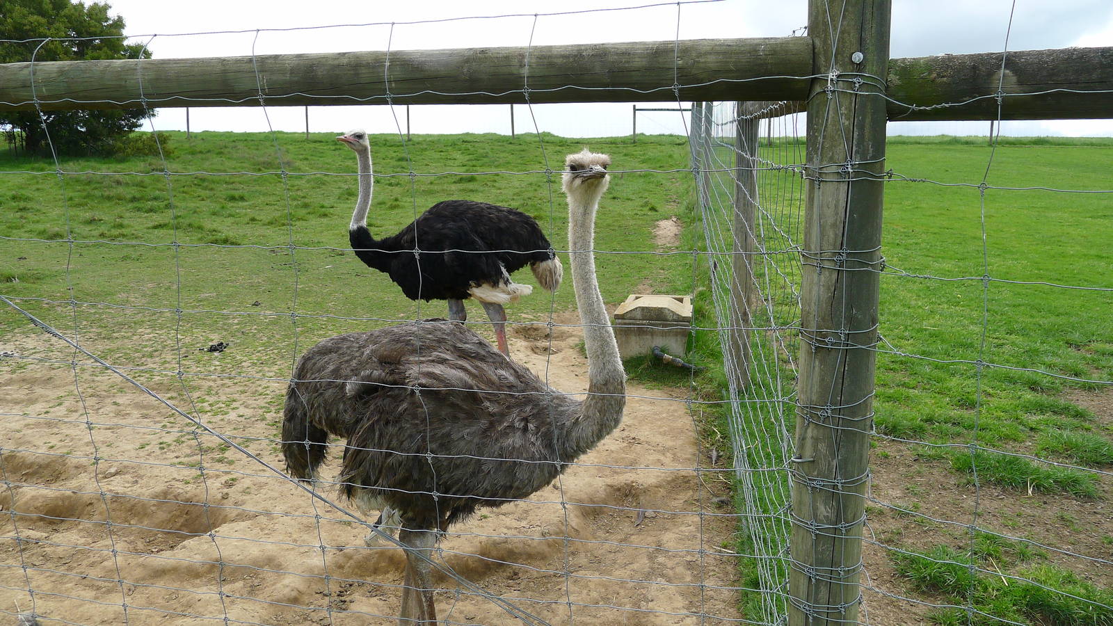 Ostrich pair