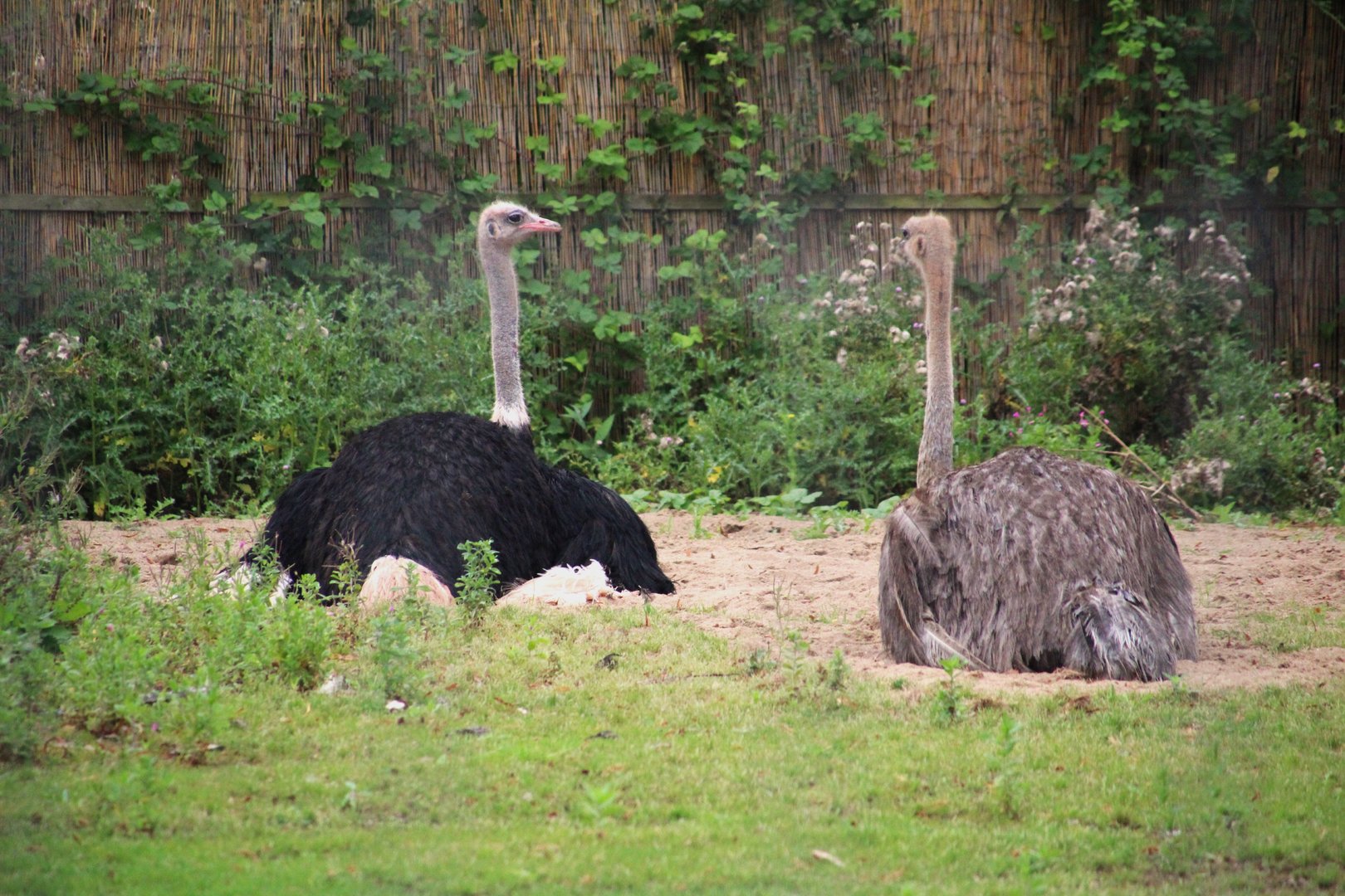 Ostrich Pair
