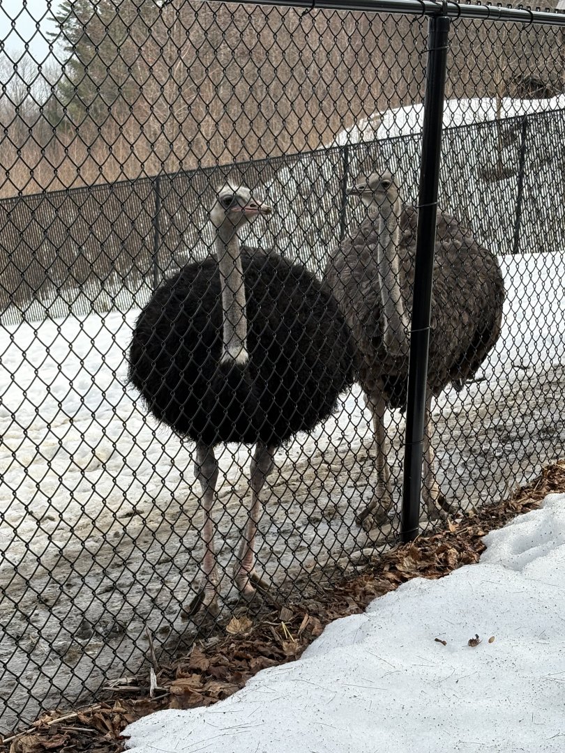 Ostrich Pair