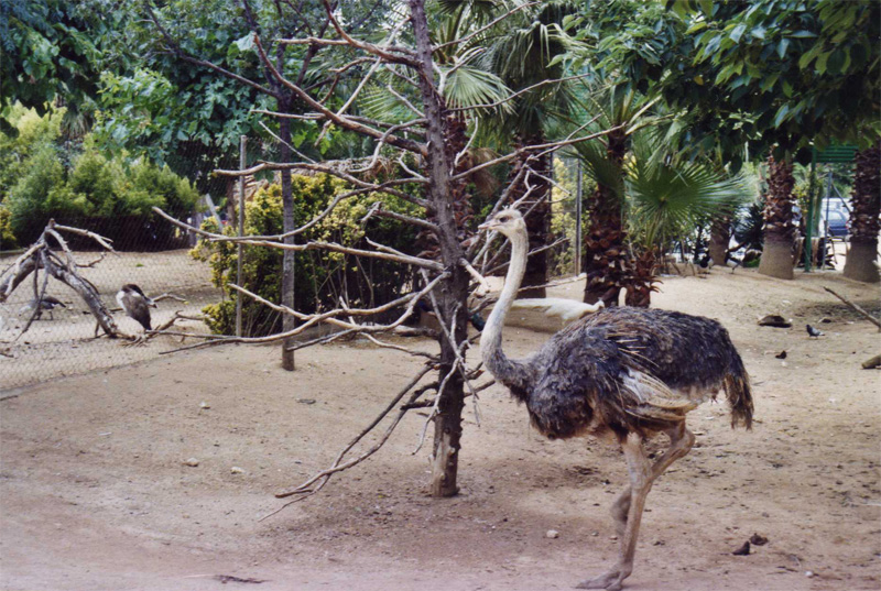 Ostrich - Parc de les Aus