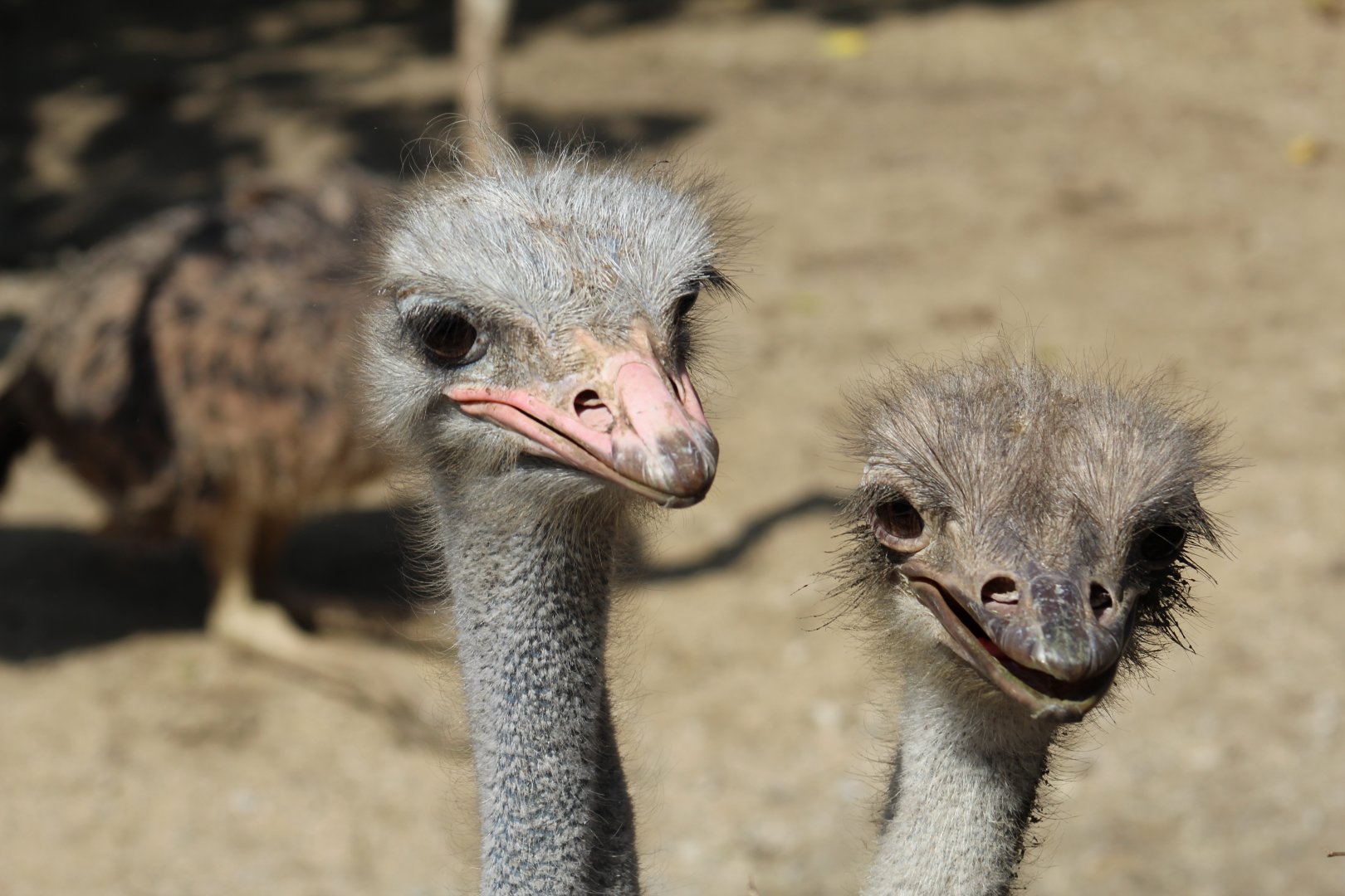 Ostrich Parents