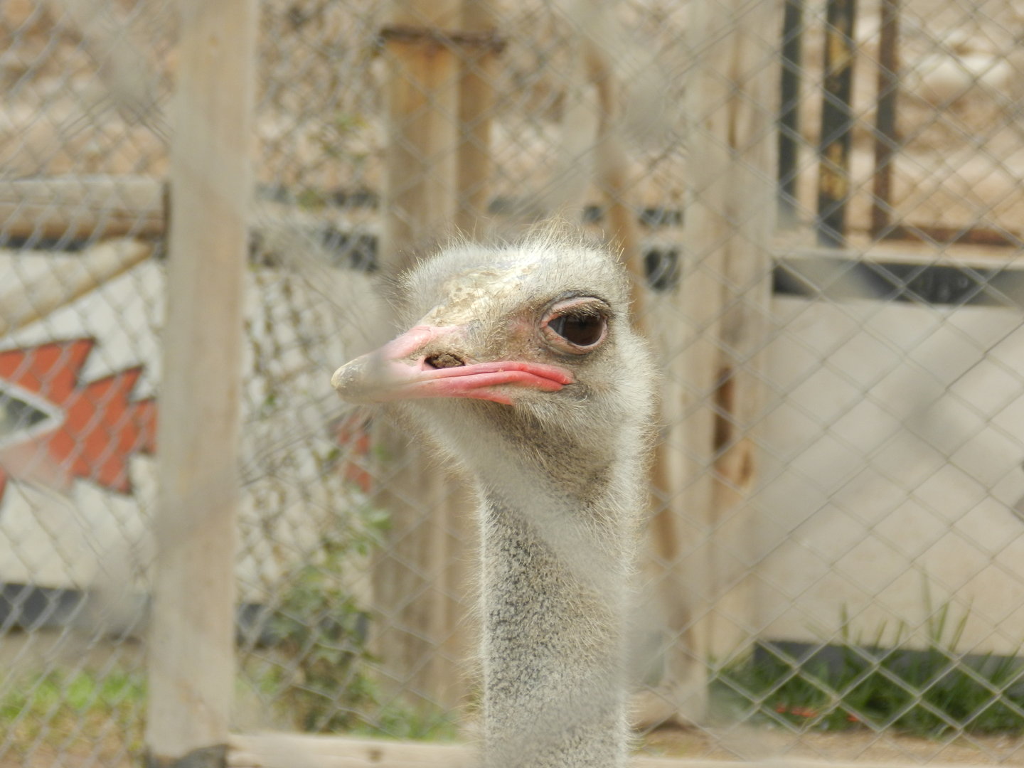 Ostrich - Parque de Las Leyendas