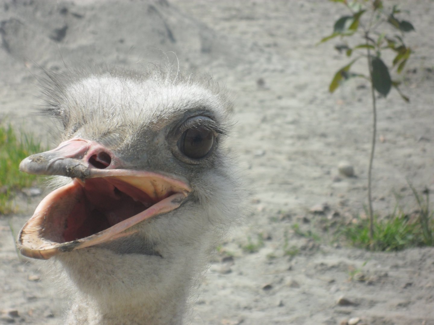 Ostrich - Peshawar Zoo 11/3/2018