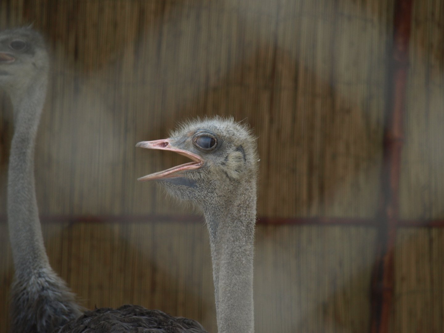 Ostrich - Peshawar Zoo 22/7/2018