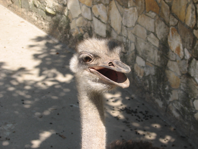 Ostrich portrait