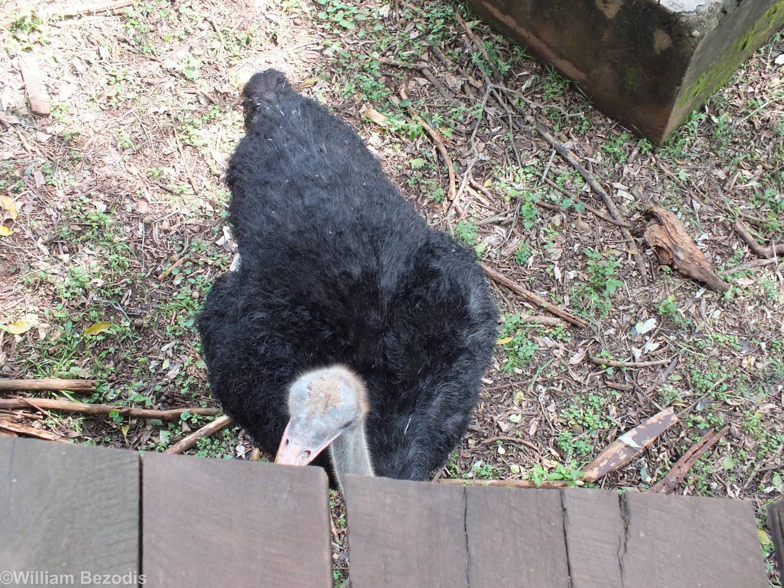 Ostrich. Possibly Somali? - Nairobi Safari Walk