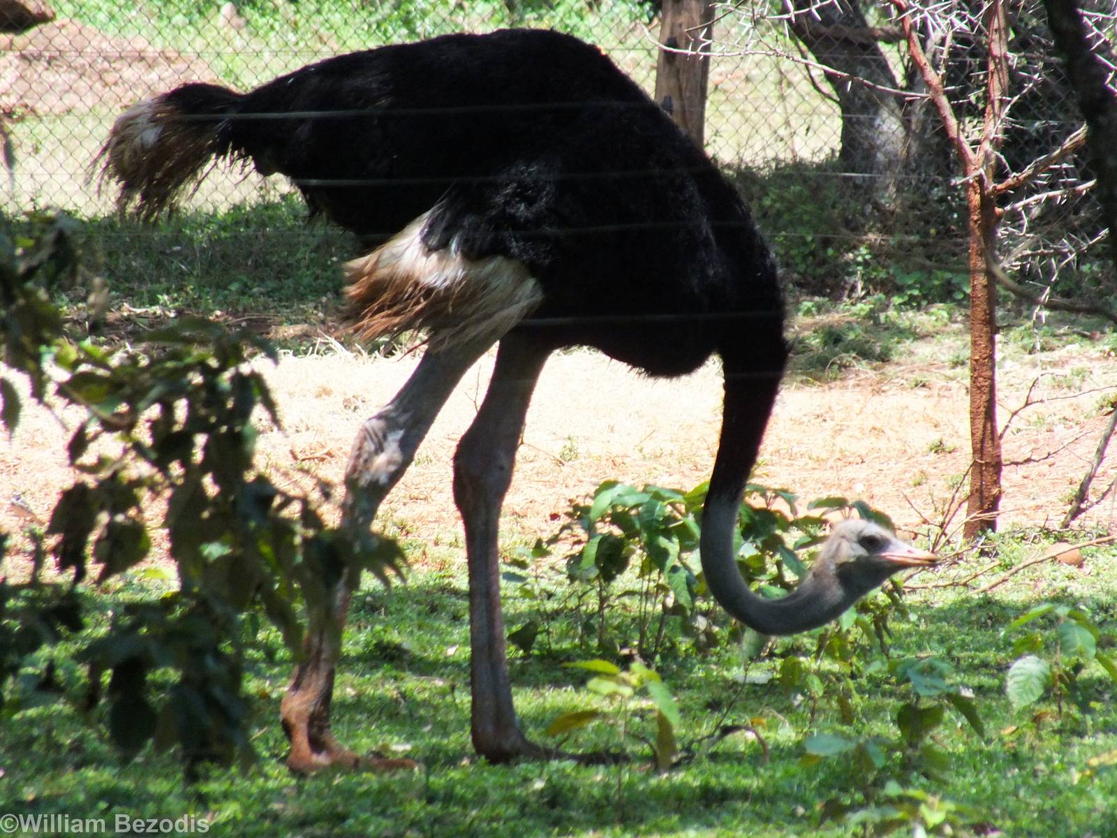 Ostrich. Possibly Somali? - Nairobi Safari Walk