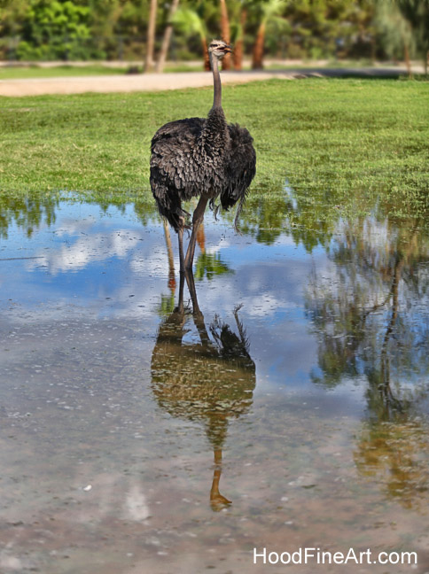ostrich reflected