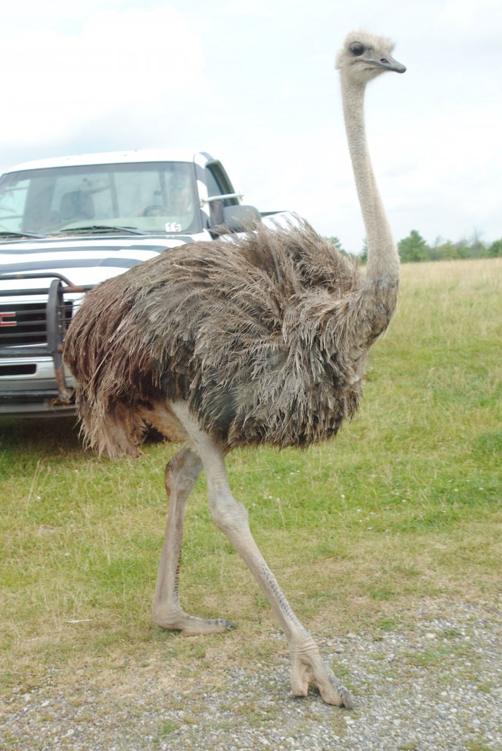 Ostrich (Rocky Ridge Veldt)