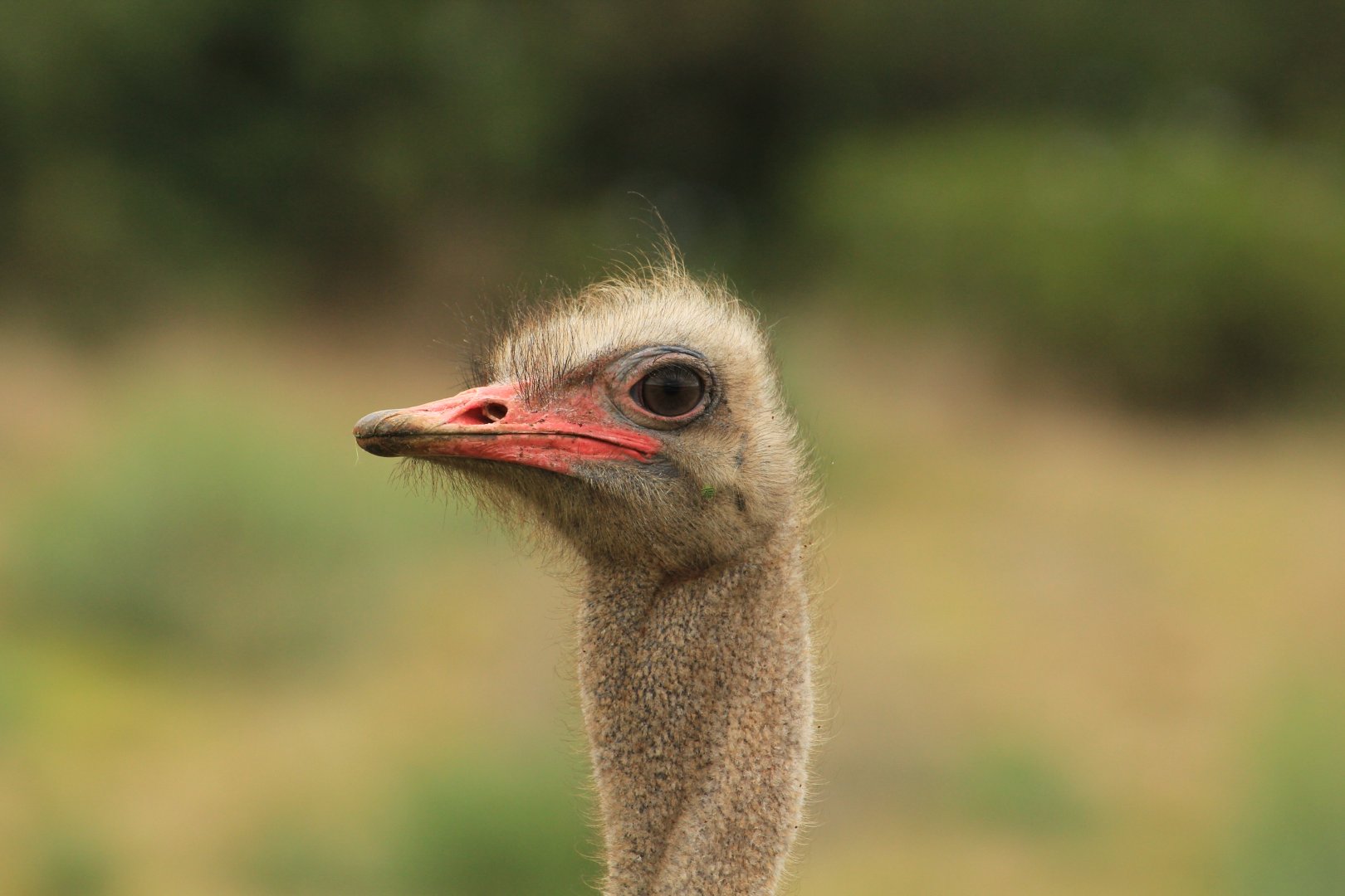 Ostrich (September 2012)