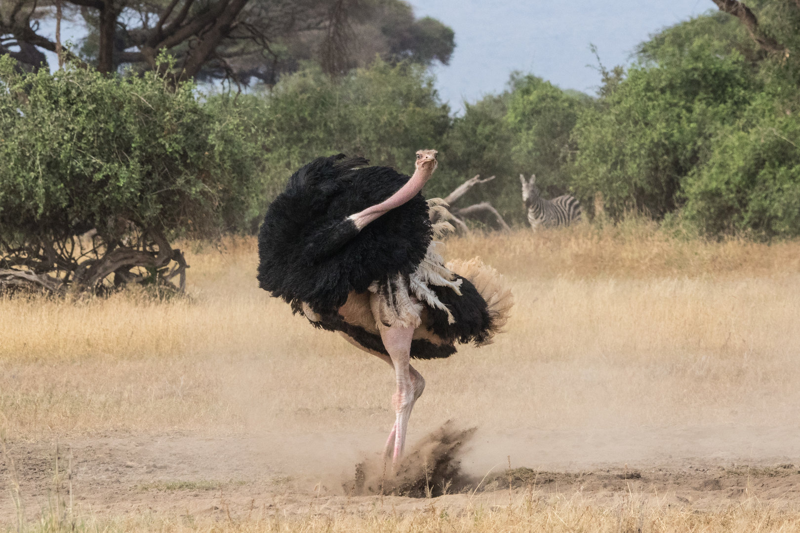 Ostrich Showing Off