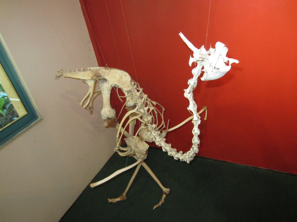 Ostrich skeleton