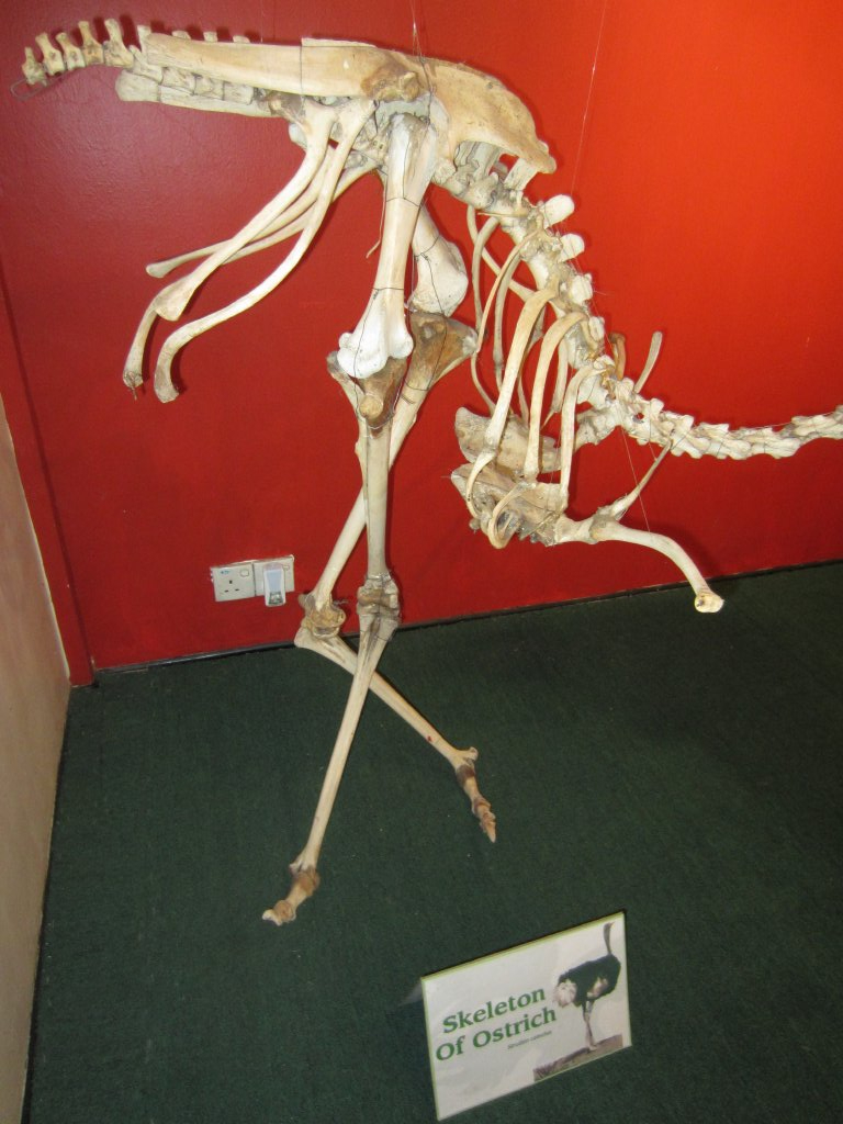 Ostrich skeleton