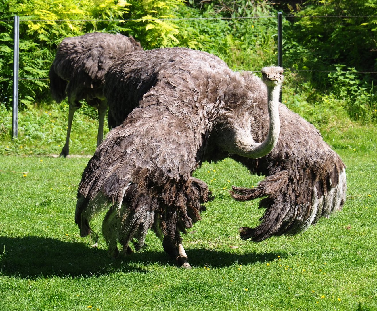 Ostrich (Struthio camelus), 2019-05-31