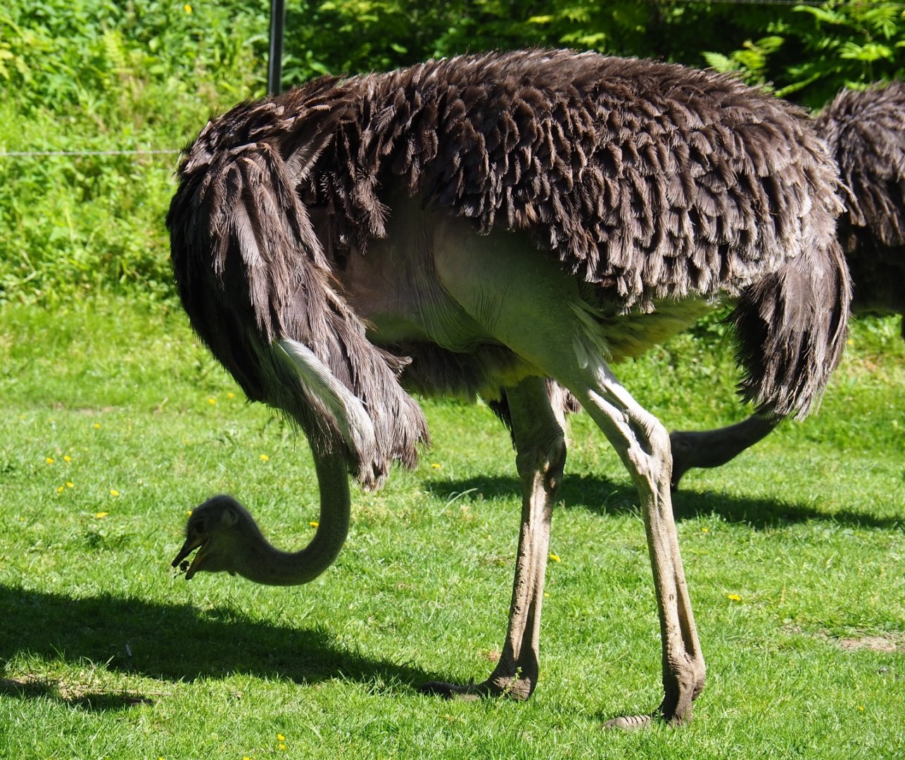 Ostrich (Struthio camelus), 2019-05-31
