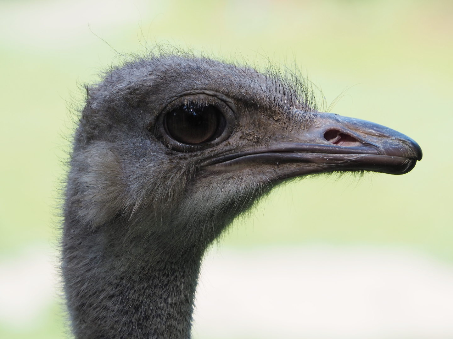 Ostrich (Struthio camelus), 2020-06-12