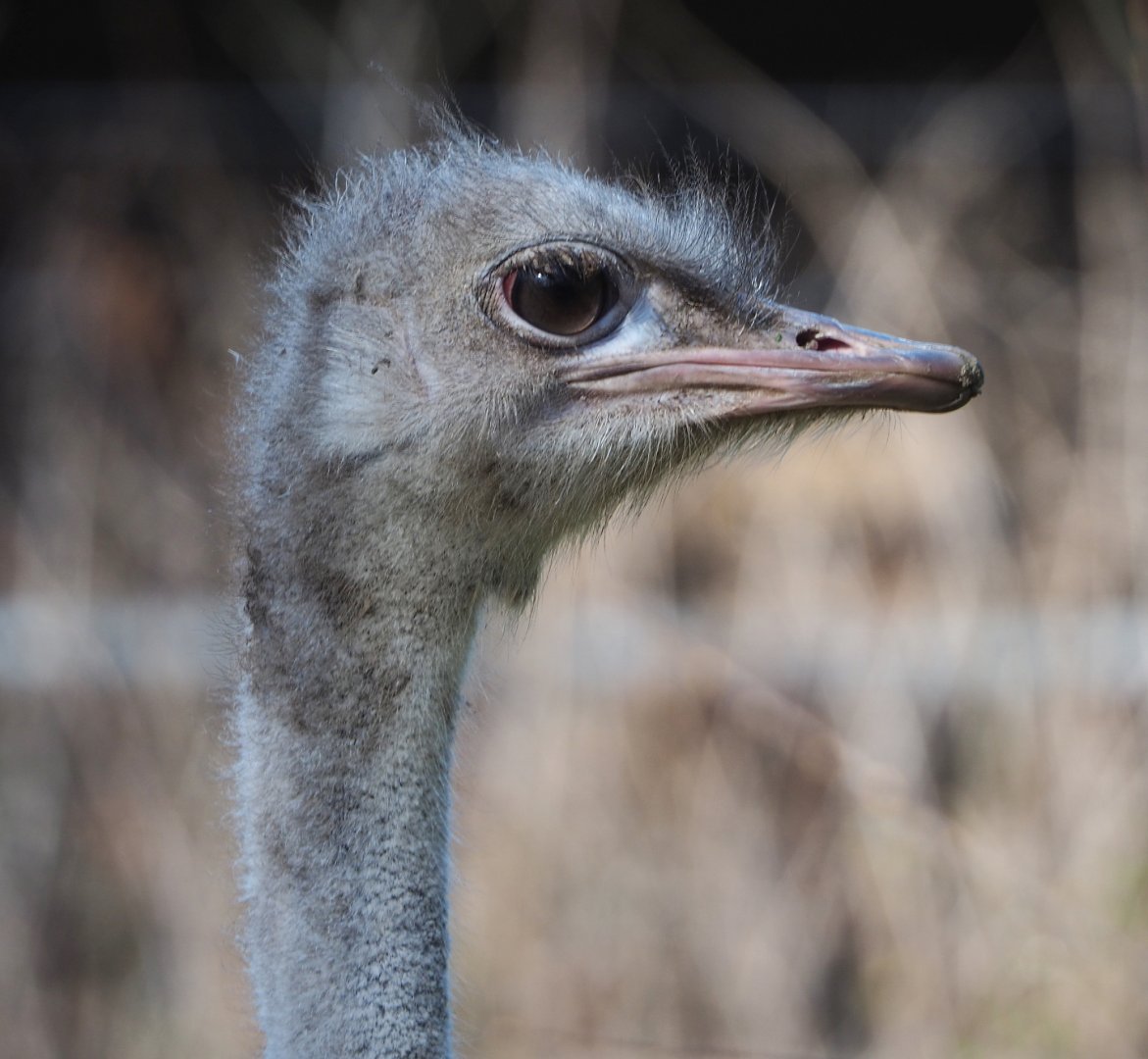 Ostrich (Struthio camelus), 2021-02-23